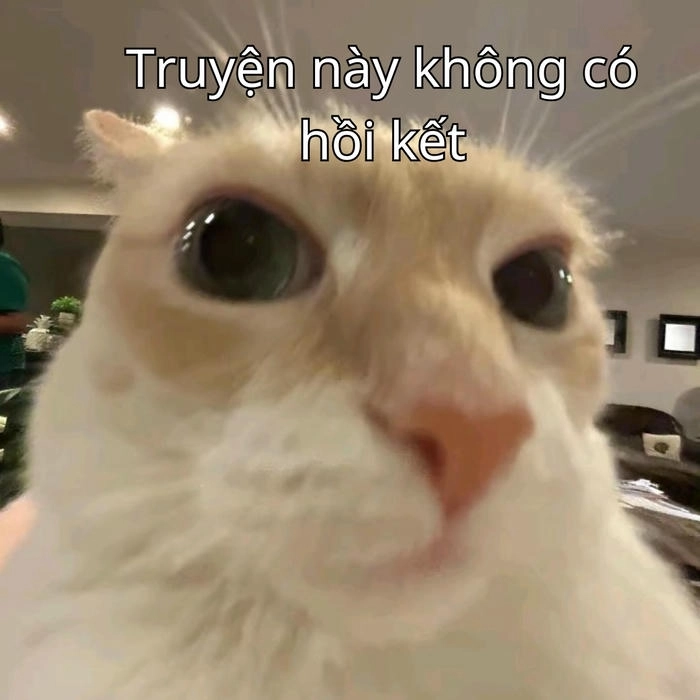 meme mèo nghi ngờ biểu cảm khó đỡ 