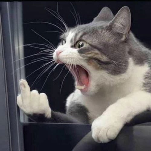 Meme hài ngón giữa siêu lầy 