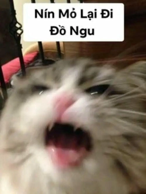 Meme nín hài hước 