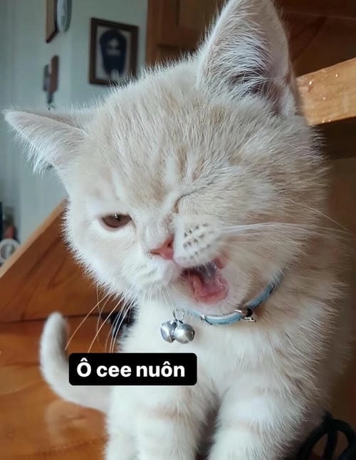 Meme ok để troll bạn 