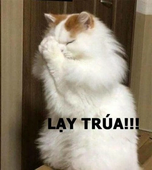 Meme troll quỳ xuống cực gắt 