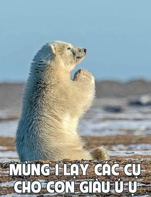Meme quỳ xin lỗi bá đạo