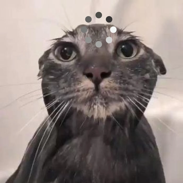 Meme mèo suy nghĩ cute
