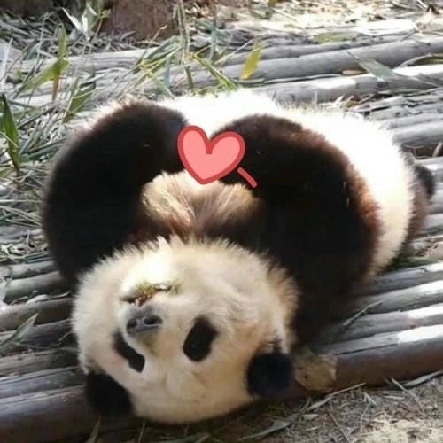 Ảnh chế meme bắn tym 