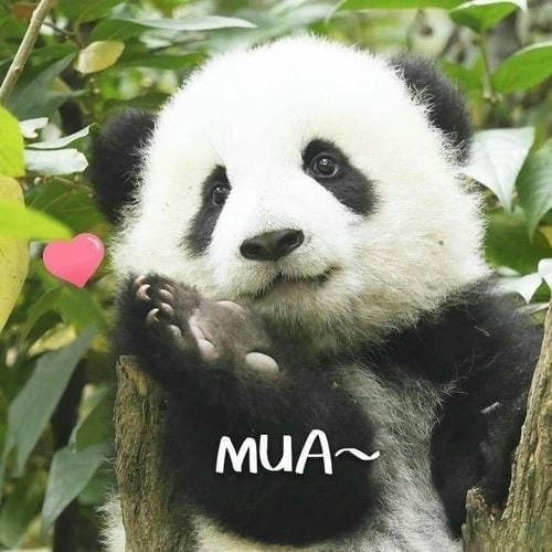 Meme gấu trúc thả tim đáng yêu