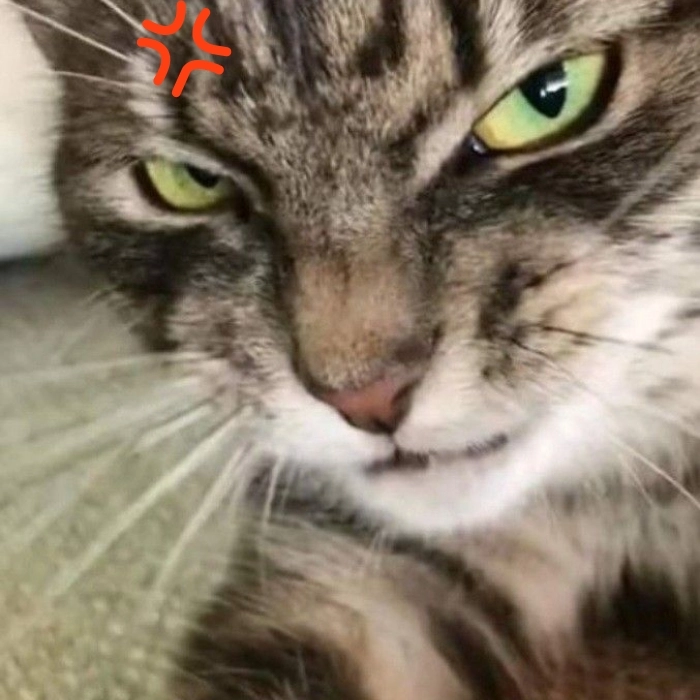 Meme tức giận cute cưng xỉu