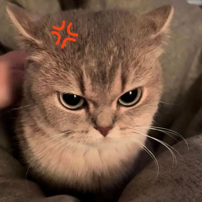 Meme giận cute đang viral mạnh