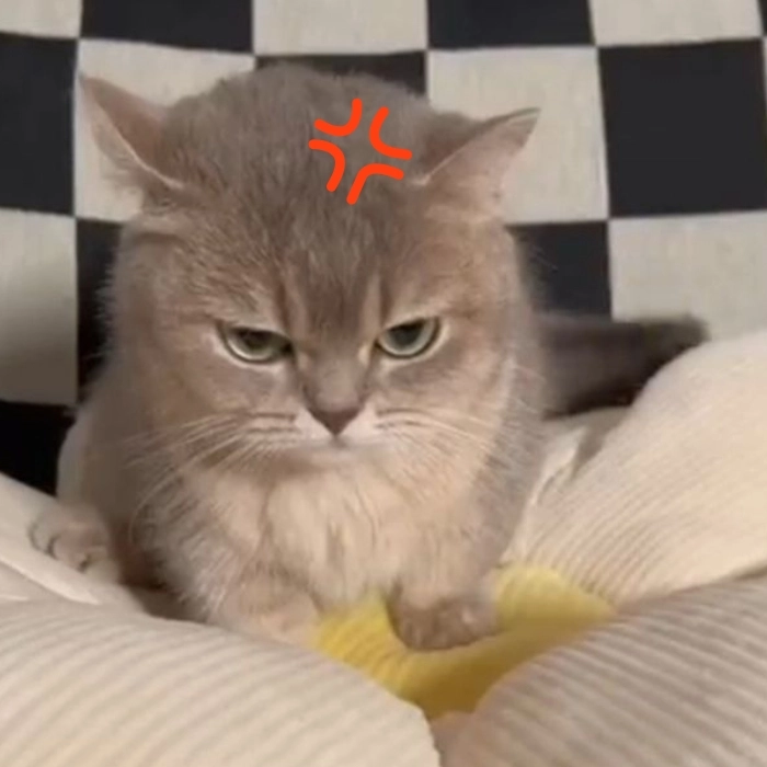 Meme tức giận cute lầy lội