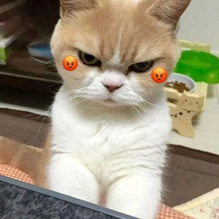 Meme giận cực kỳ dễ thương