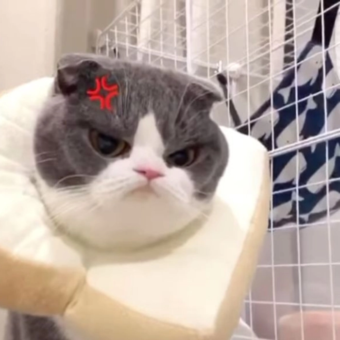 Giận meme cute đầy biểu cảm