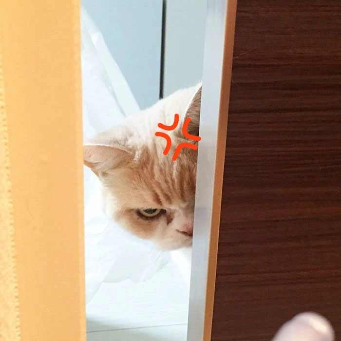 Meme hài tức giận cực đáng yêu