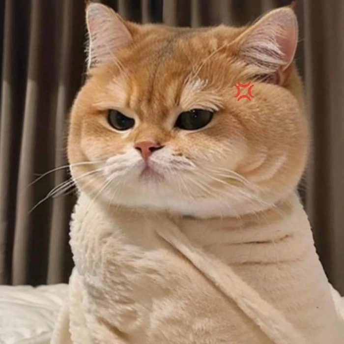 Meme giận đáng yêu siêu hài