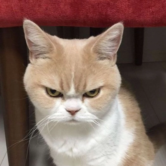 Ảnh meme tức giận dễ thương