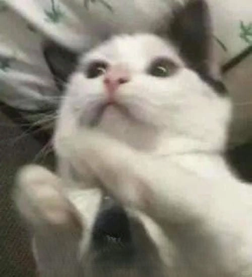 vỗ tay vỗ tay meme mèo vỗ tay 