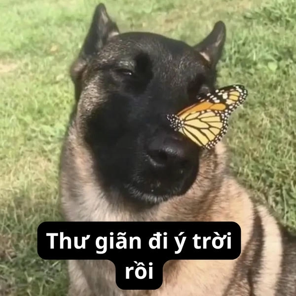 Hình meme ý trời cực chất 