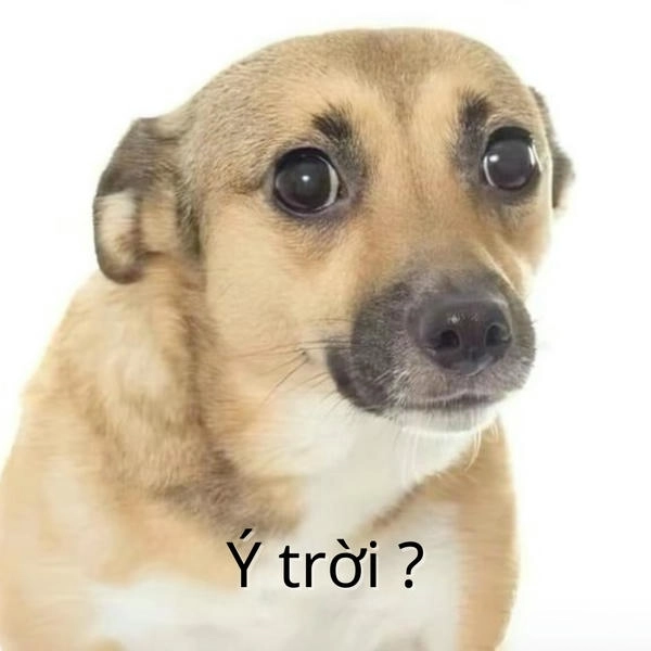Ảnh meme ý trời cực hot