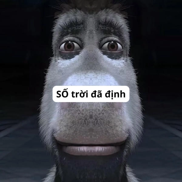 Ý trời meme khiến cười ngất 