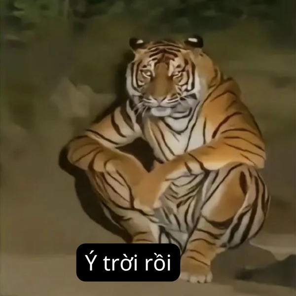Meme hài lầy lội ý trời 