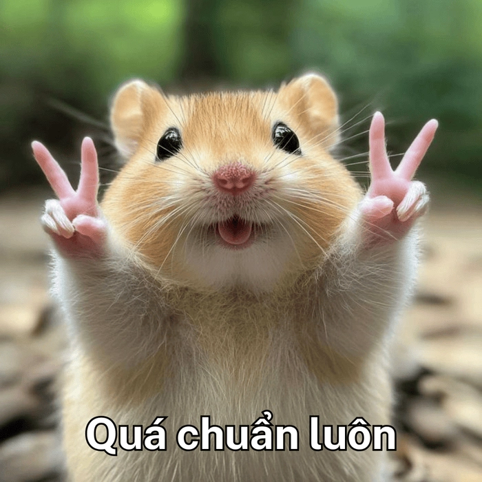 Meme hài quá chuẩn luôn 