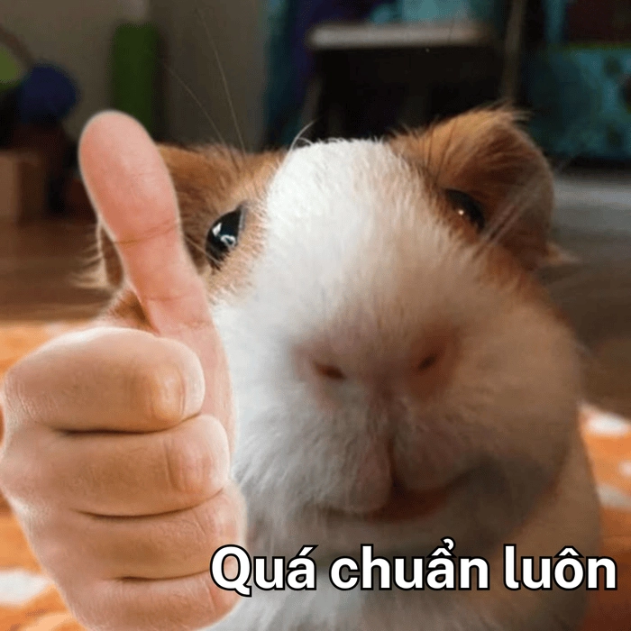 bao chuẩn meme ngộ nghĩnh
