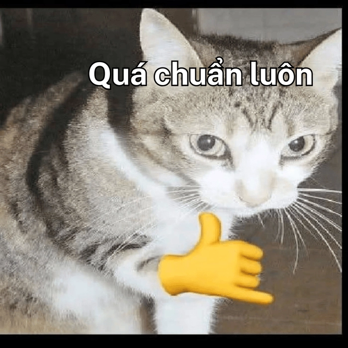 quá chuẩn meme độc đáo