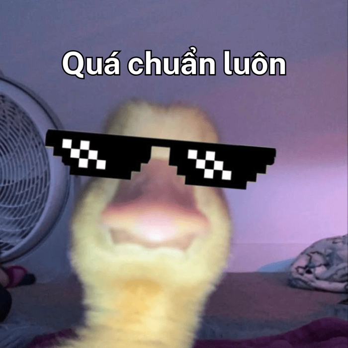 Meme siêu chuẩn luôn 