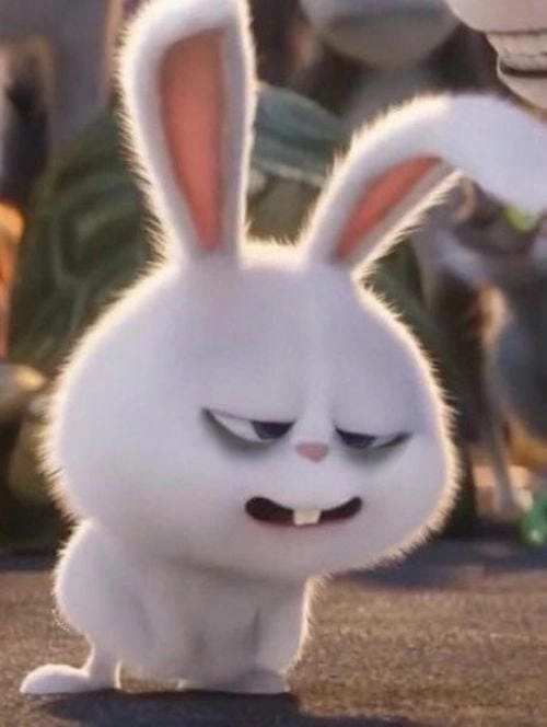 ảnh thỏ Snowball dễ thương cute 