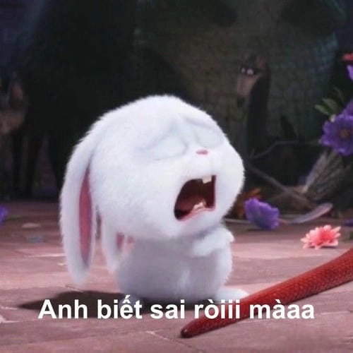thỏ Snowball dễ thương đáng yêu 
