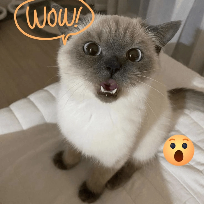 Ảnh meme wow quá hài 