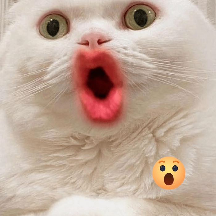 Wow wow meme bá đạo 