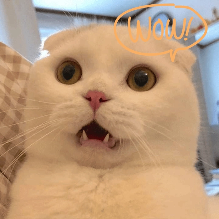 Wow meme cười xỉu 