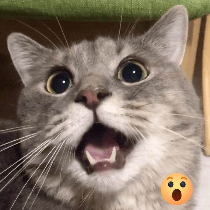 Ảnh meme wow chất lượng cao 