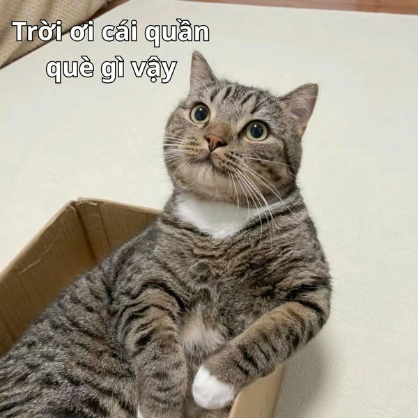 ảnh chế bá đạo quần què meme