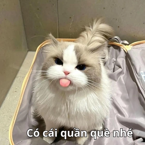 ảnh chế cái quần què gì vậy meme
