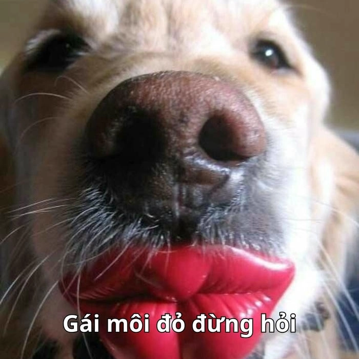 chế meme vui nhộn