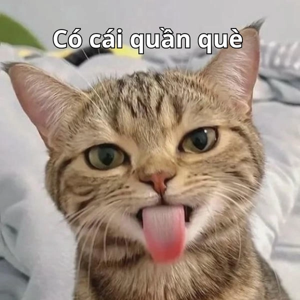 ảnh chế quần què meme