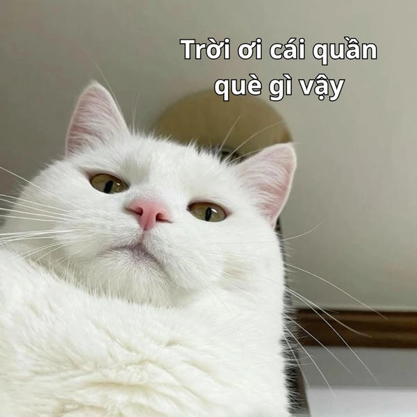 ảnh chế troll cái quần què gì vậy meme