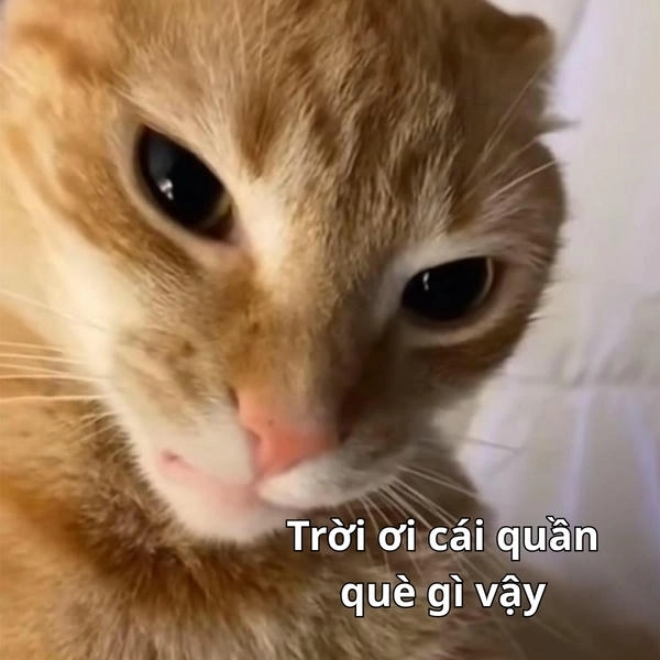 ảnh meme bá đạo quần què