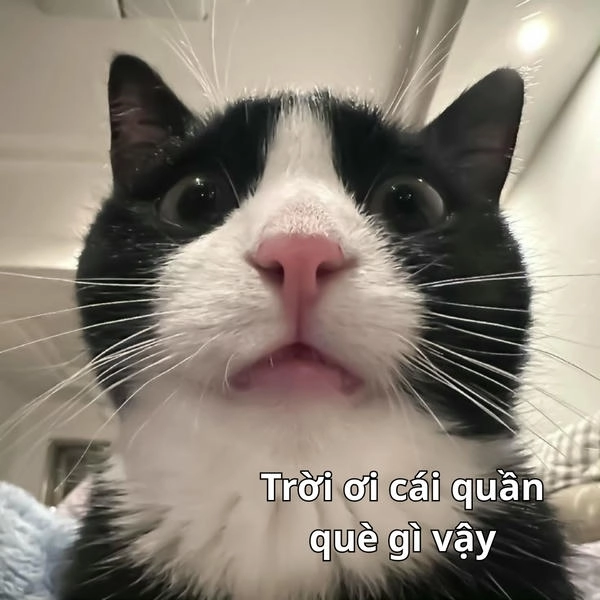 ảnh meme hài cái quần què gì đây
