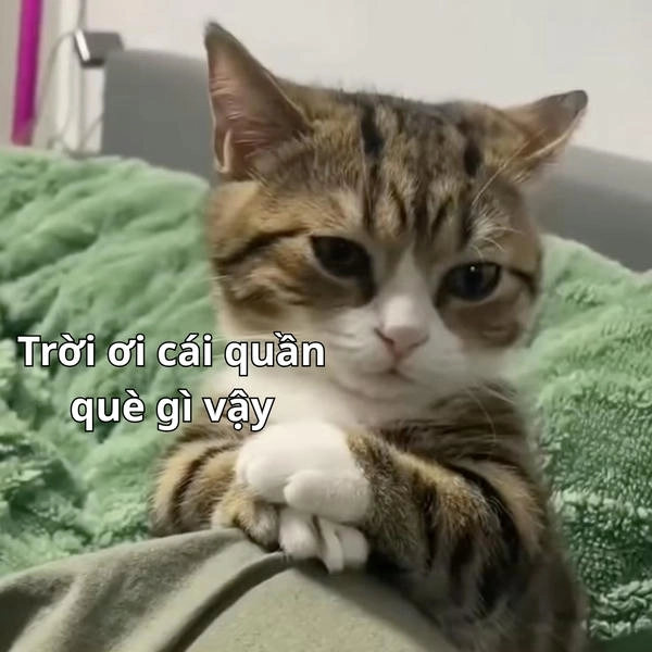 ảnh meme hài quần què