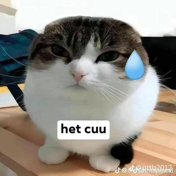 hình meme hết cứu mới