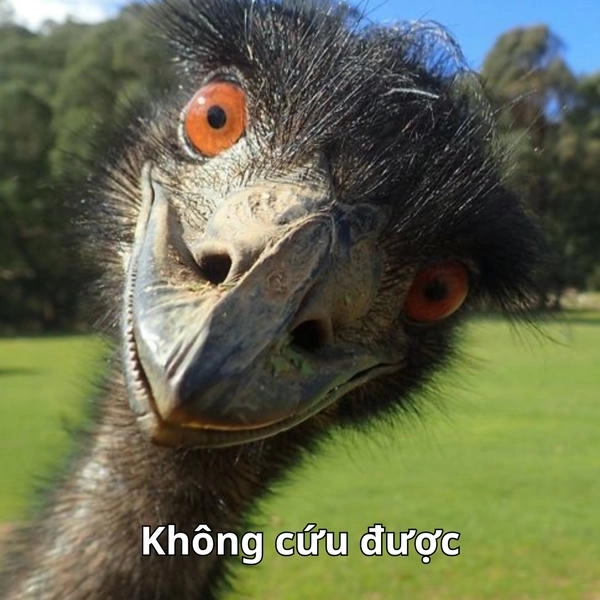 ảnh meme hết cứu mới nhất