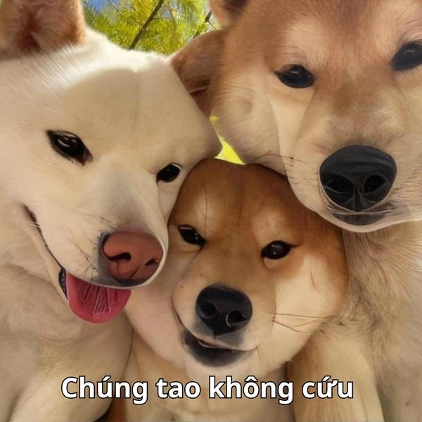 ảnh meme hết cứu 3 con choá