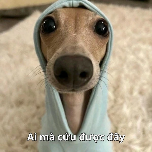 meme hết cứu viral