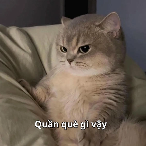 ảnh meme quần què