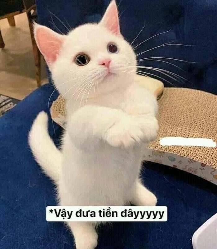 meme mèo ăn xin