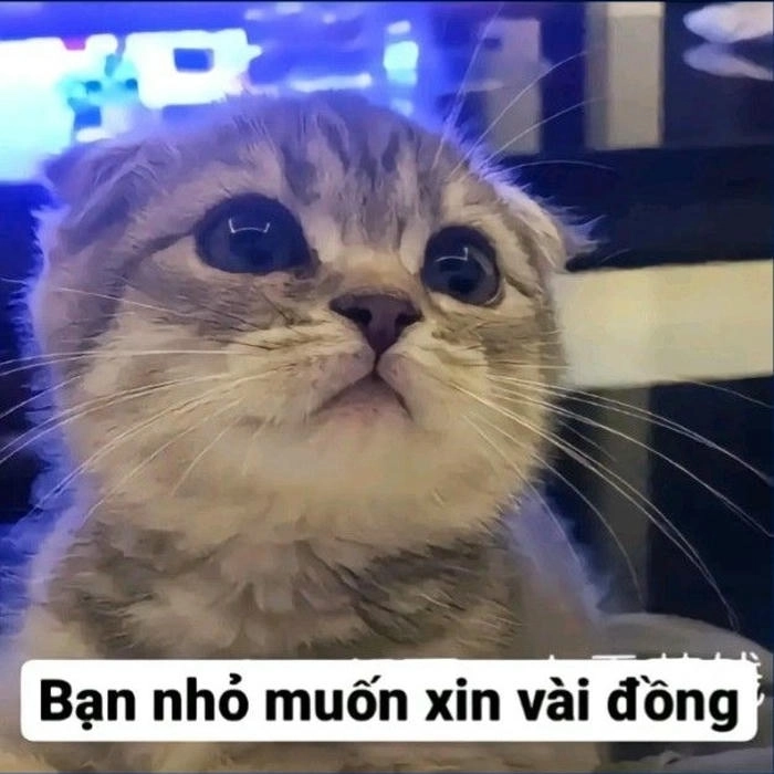 bé mèo ăn xin meme