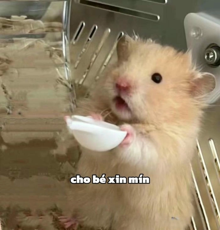 meme ăn xin hài