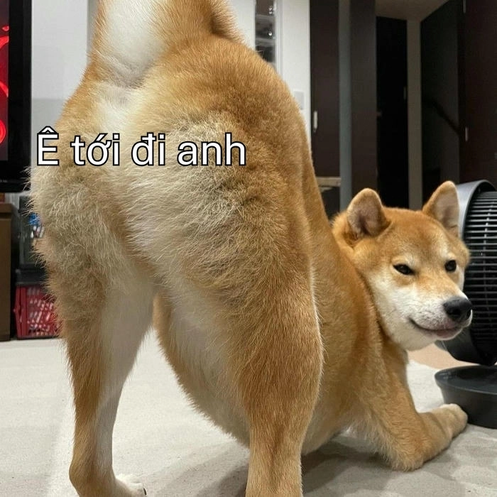 ảnh hài ê nha meme