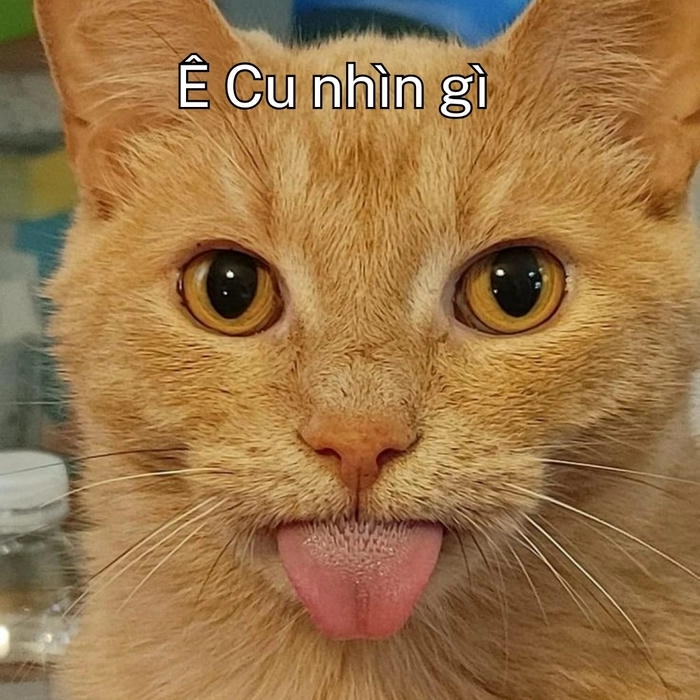 ảnh hài meme ê